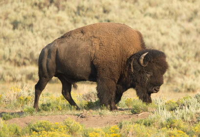 Morden's Organic Farm Store - Bison/Buffalo Morden's Organic Farm Store - Bison/Buffalo